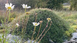 <p>An anthill in the Burren in County Clare, with wild thyme growing through it. Picture: Anja Murray</p>