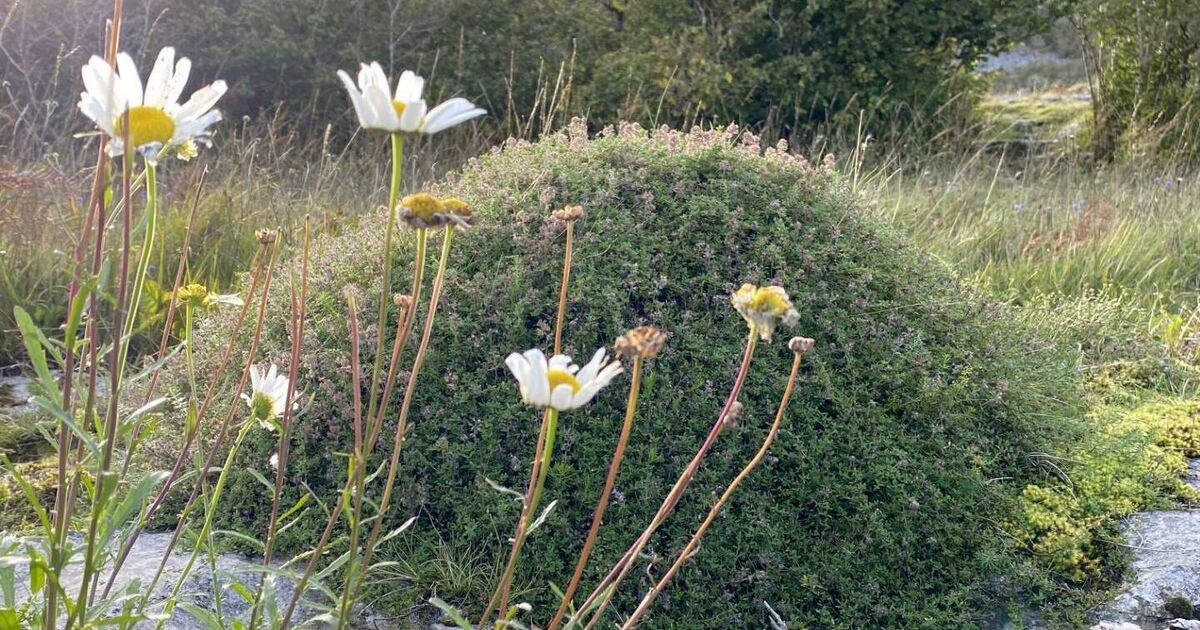 Ants — the tiny architects of a healthy planet