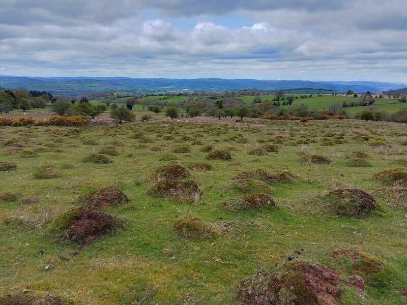 Anthills can be in continual use for decades or in some cases, for hundreds of years, and as such, are indicators of ancient grassland habitats