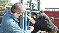 70% of dairy farmers view loss of derogation as a challenge to farm viability