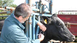<p>Skin test detections had not kept pace with the increasing background level of bovine TB, and the breakdown size increased. File picture</p>