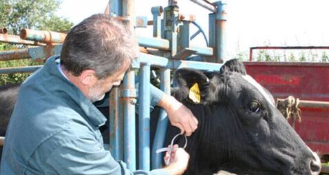 TB lesions detected in factories double