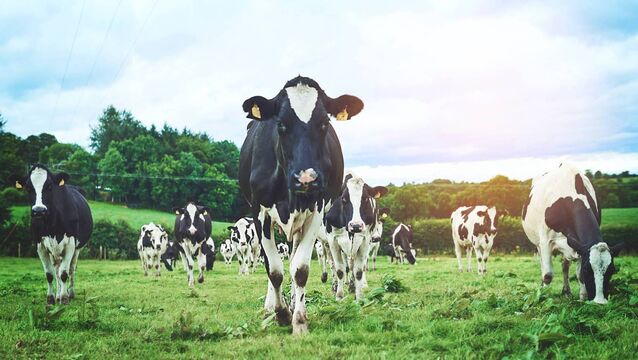 <p>Farmer faces 11 animal cruelty charges in relation to cattle on his farm. File picture</p>