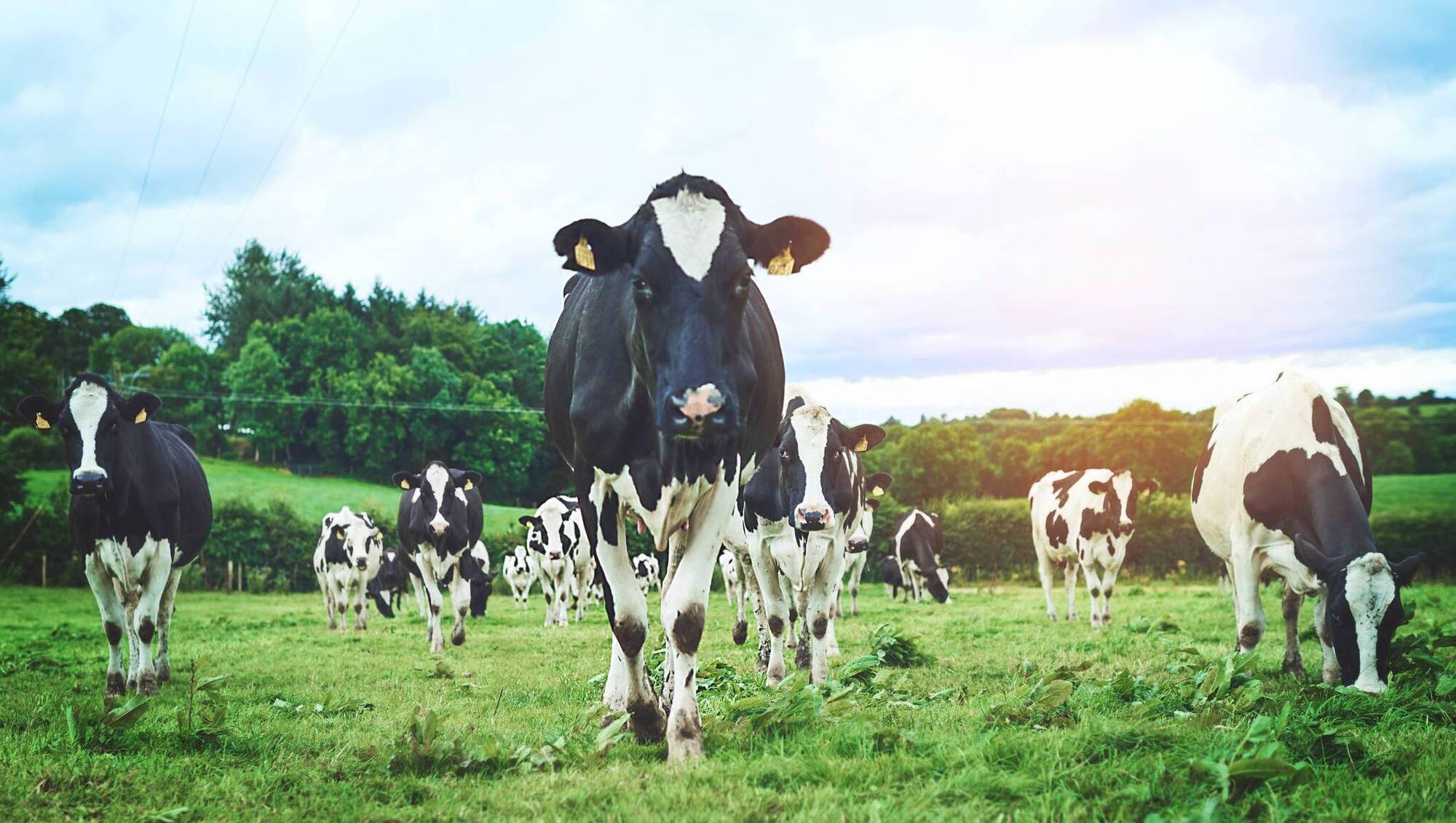 West Cork farmer facing multiple animal cruelty charges