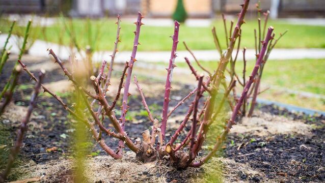 <p>A rose garden after winter. File picture</p>