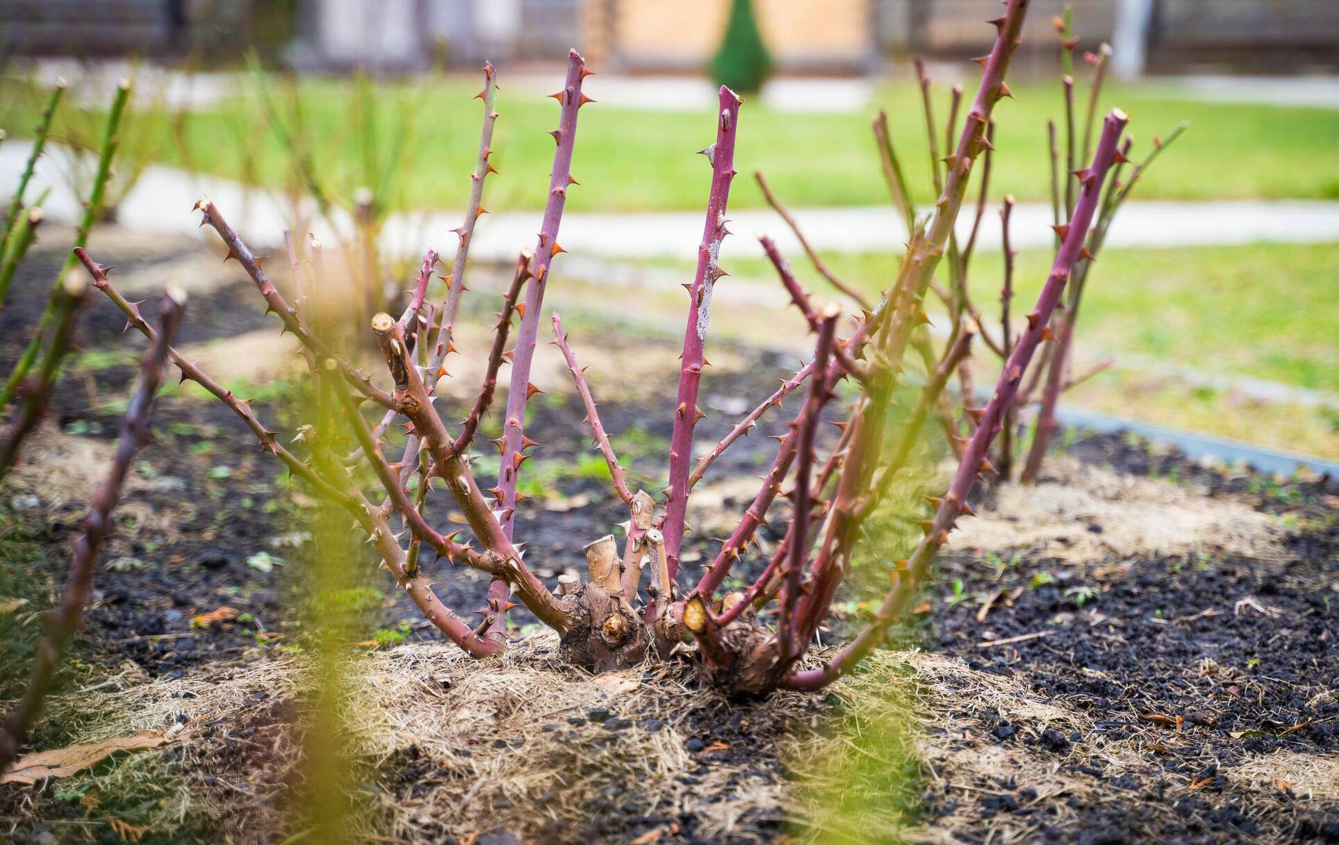 Garden Q&A: My rose bush is still bare in February. Is it alive?