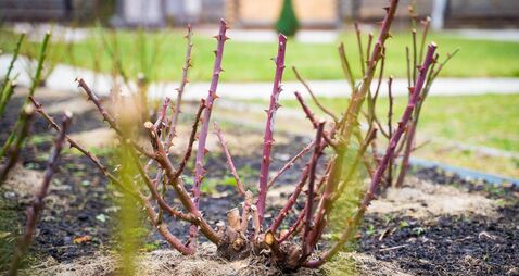 Pruned rose bushes in a country rose garden after winter. Leafless rose stems await summer. Soil insulation with sawdust