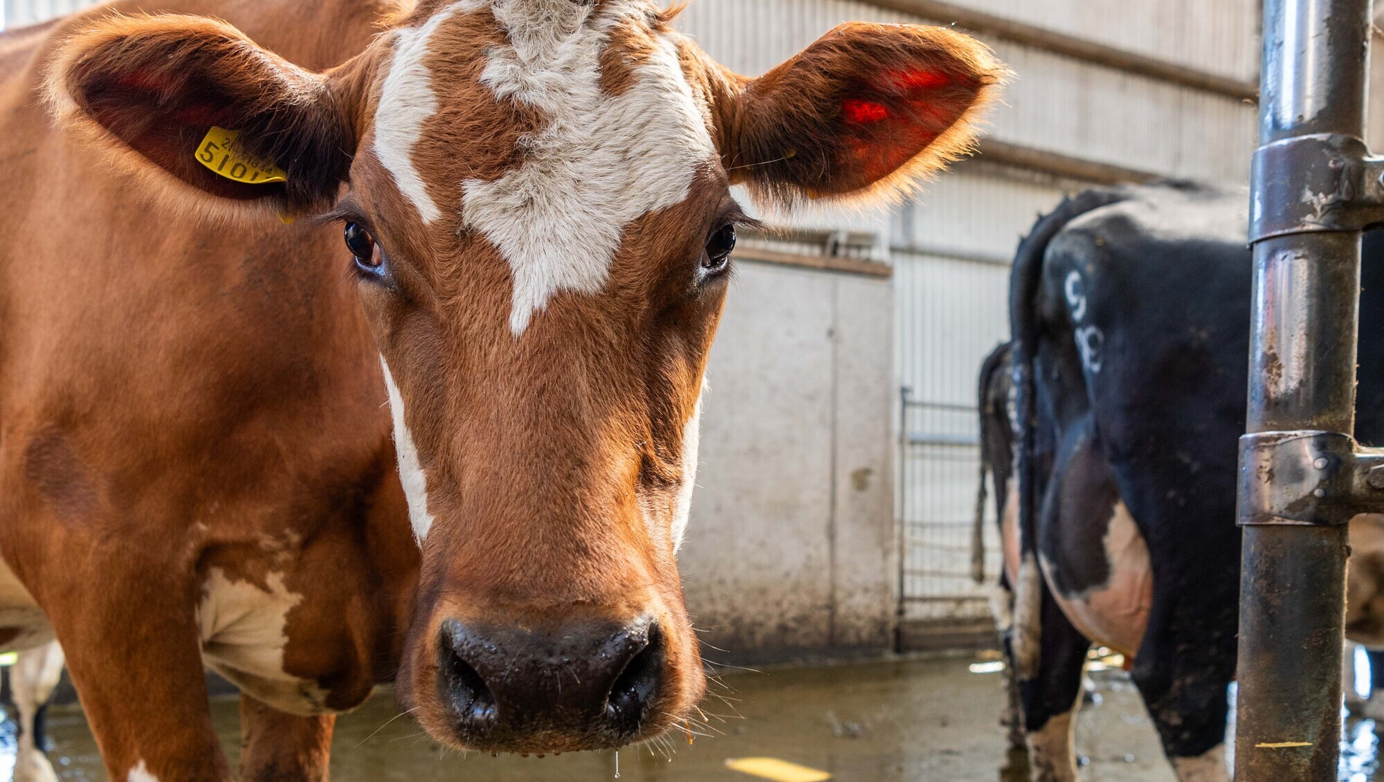 Dairy farmers could suffer €1.3bn financial shock due to milk price collapse