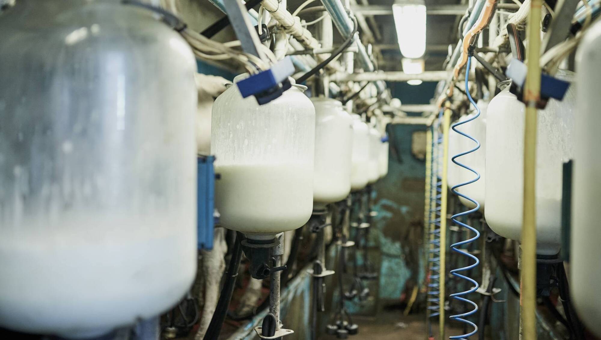 Ireland's milk intake in 2025 broke record