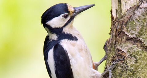 Woodpecker havoc leads to recurring electricity outages in Clare town
