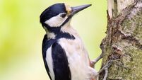 Woodpecker havoc leads to recurring electricity outages in Clare town