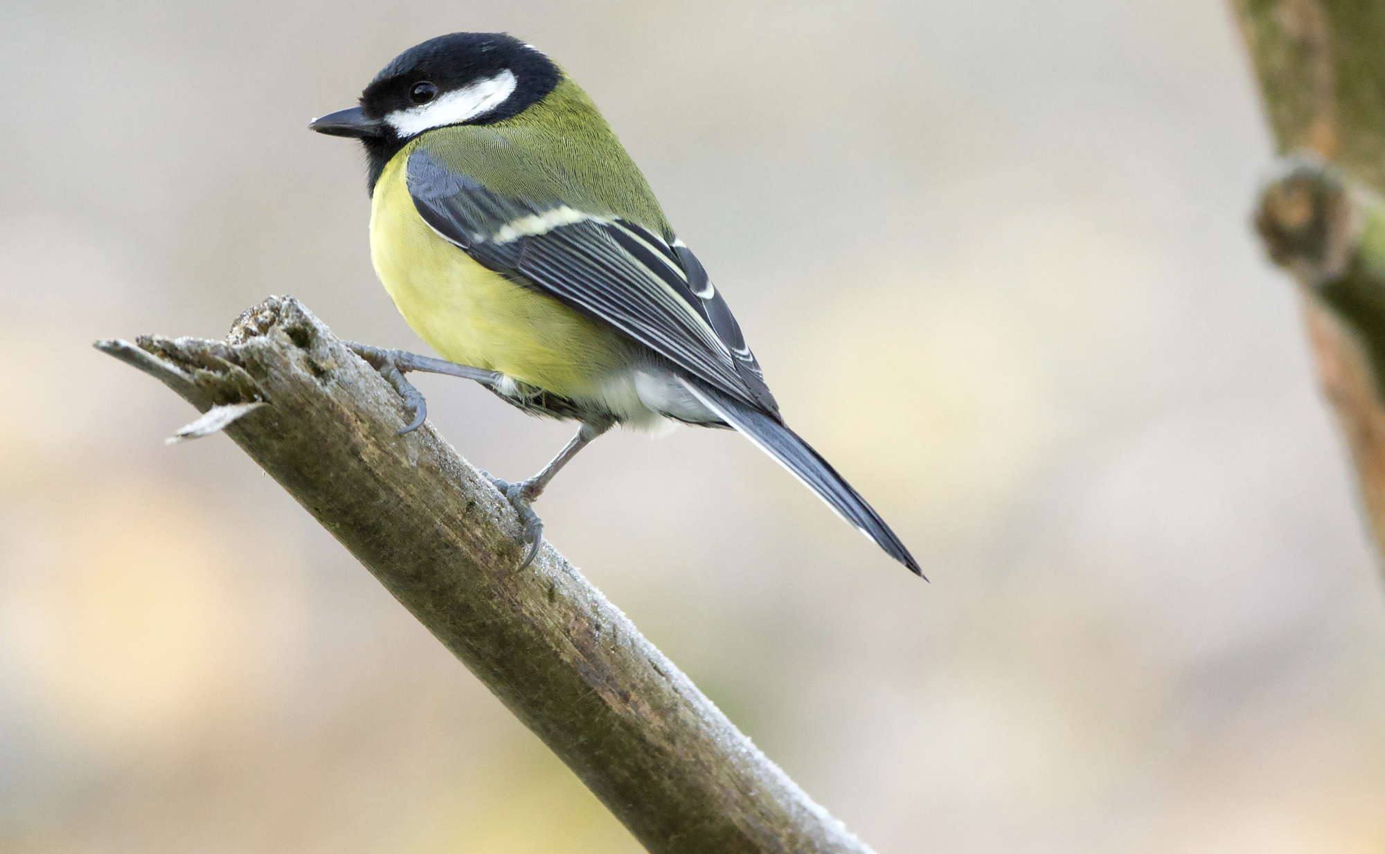 Birds of Ireland: Great tit