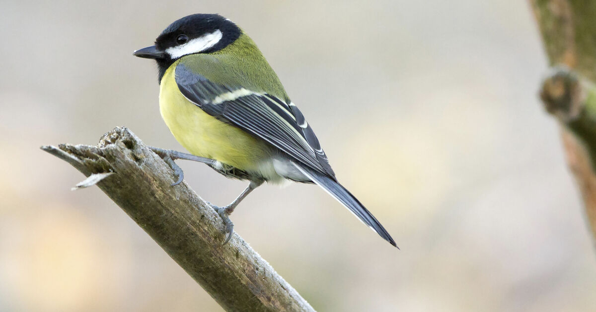 Birds of Ireland: Great tit