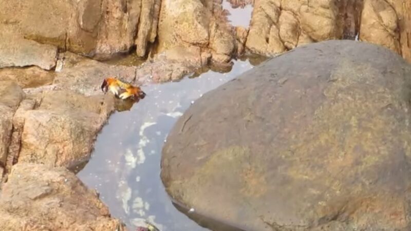 Crabs catch Metro train passengers by surprise Crabs catch Metro train passengers by surprise