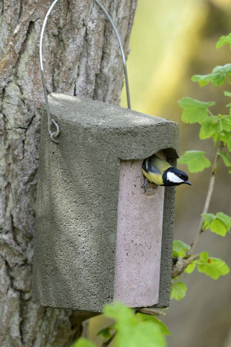 A great tit in a nest box. Picture: Jacobi Jayne &amp; Co/PA