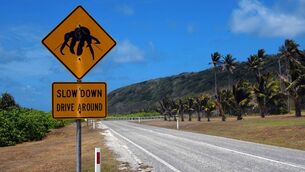 <p>Christmas Island: during the annual red crab migration, millions of crabs emerge at the same time, halting road traffic and covering the ground in a thick carpet of crabs</p>