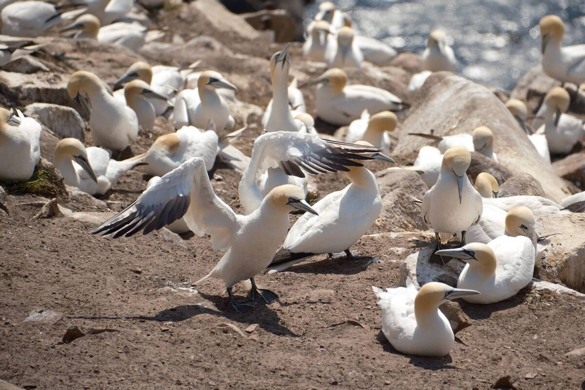 Gannets on the Saltee Islands, Wexford. Picture: Vincent Bradley / Fair Seas