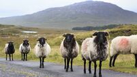 Herd of white sheep with black head on the road.