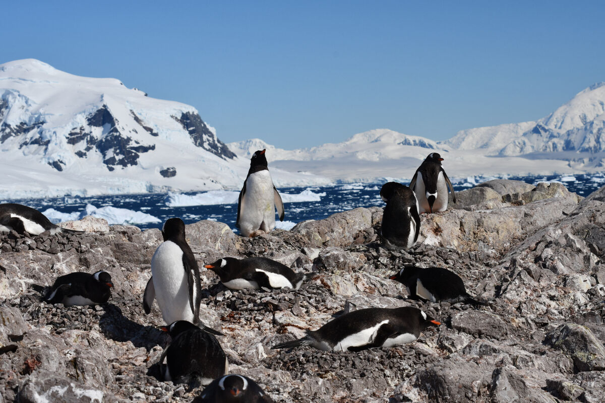 A Gentoo colony at Neko Harbour. Antarctic penguins are breeding up to two weeks earlier as a result of climate change, a decade-long study has found. Researchers studying Adelie, gentoo and chinstrap penguins said the changes were happening at a "record" rate, and warned they could threaten the birds' access to food, force competition between species, and increase the risk of "broad ecosystem collapse" in the Antarctic. Picture: Ignacio Juarez Martinez/University of Oxford/Oxford Brookes University/PA Wire