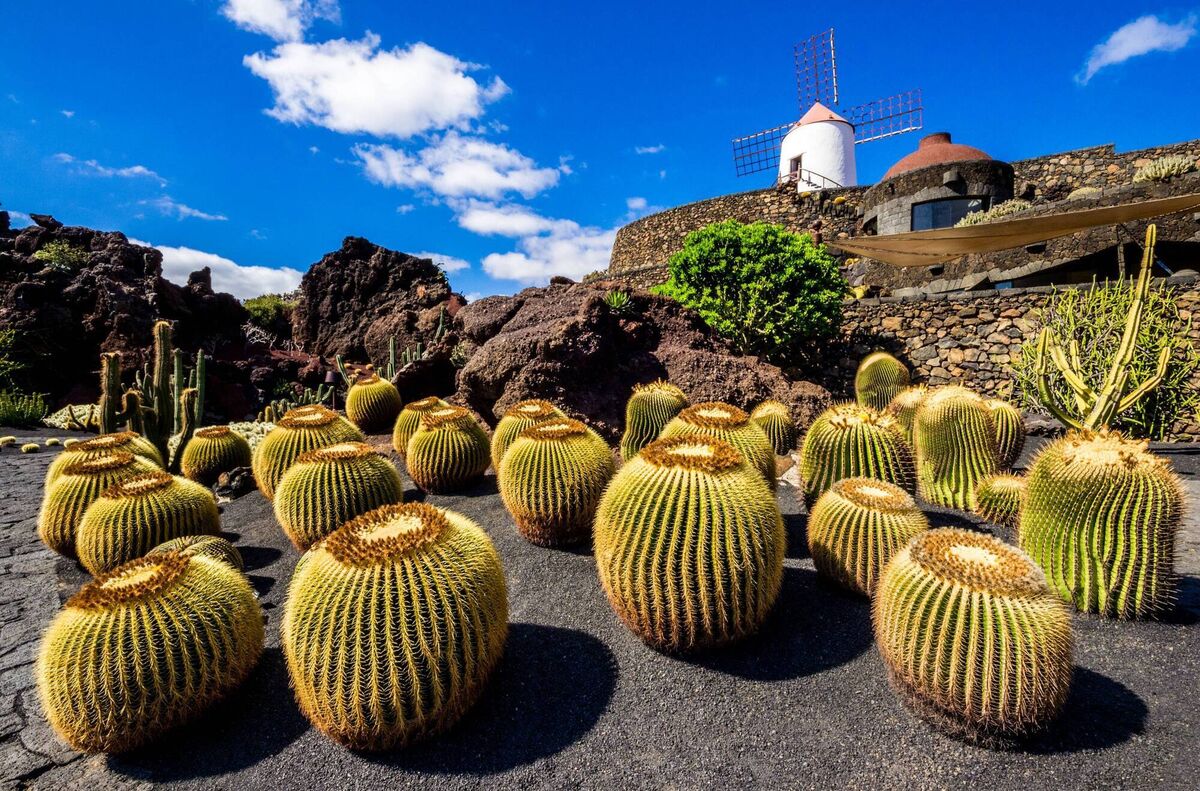 A cactus garden in Guatiza, Lanzarote