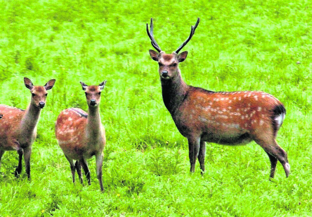 Sika Deer in Doneraile, Co Cork. Picture: Denis Scannell