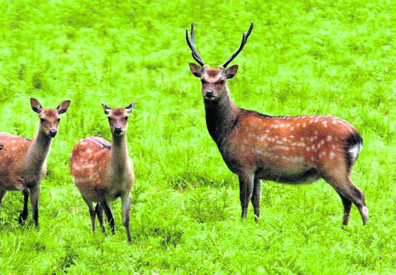 Sika Deer in Doneraile, Co Cork. Picture: Denis Scannell Sika Deer in Doneraile, Co Cork. Picture: Denis Scannell