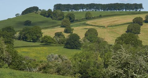 Summer in the Cotswolds
