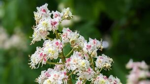 <p>Horse chestnut (Aesculus hippocastanum) is a long-utilised herbal remedy that can help restore tone and elasticity to the venous system.</p>