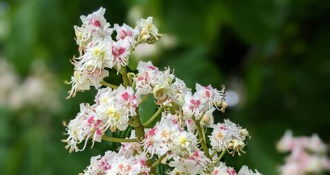 European Horse Chestnut