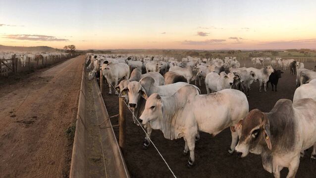 <p>The EU-Mercosur agreement edged forward. MEPs approved enhanced safeguard mechanisms allowing tariff preferences on sensitive agricultural imports to be suspended if volumes rise 5% above a three-year average and prices fall 5% below EU equivalents.</p>