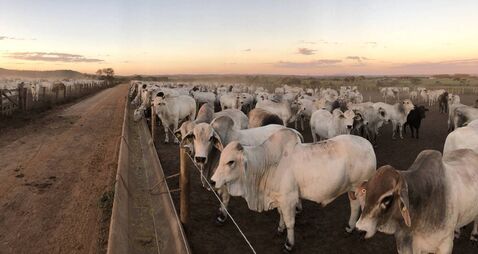 feedlot intensive production system beef cattle