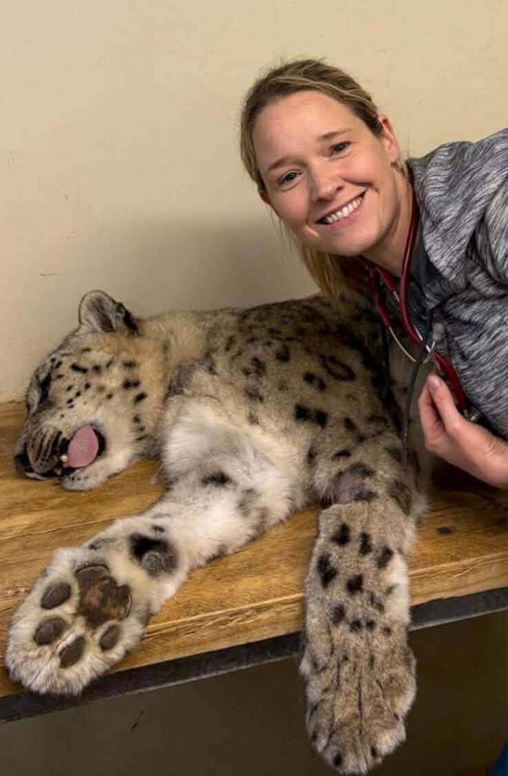 Dublin zoo vet Niamh McGill with snow leopard Otto who was placed under an anesthetic for a health check. file picture