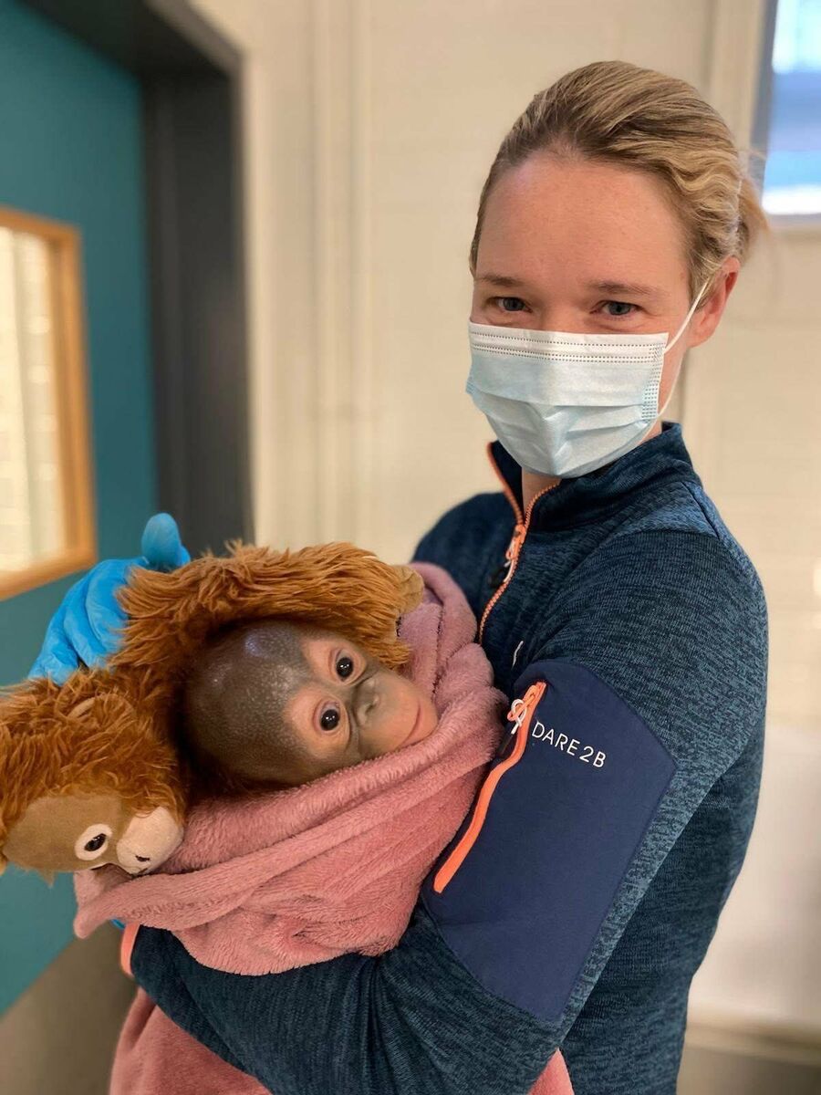 Dublin Zoo vet Niamh McGill with baby orangutan SJ shortly after his birth. File picture 