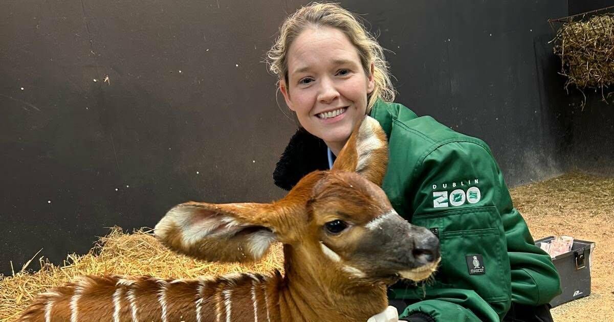 Inside Dublin Zoo: Hippo eye surgery, orangutan birth and elephant herpes battle