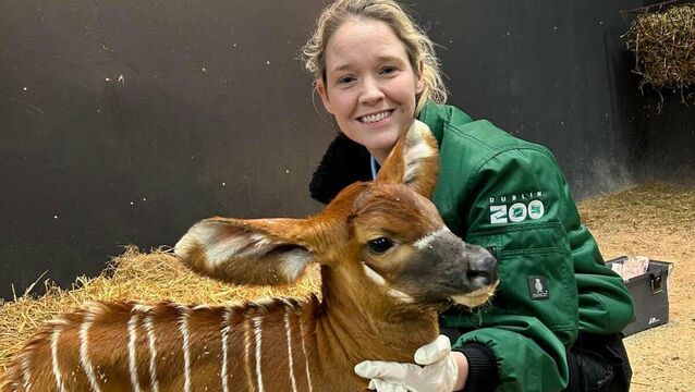 Niamh Gill with eastern bongo calf Nia shortly after her birth. File picture <p>Niamh Gill with eastern bongo calf Nia shortly after her birth. File picture</p>
