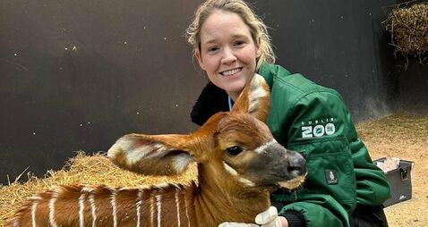 Inside Dublin Zoo: Hippo eye surgery, orangutan birth and elephant herpes battle