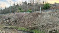 Residents in Cork's Blackpool fear they could be hit by flooding after culled trees left along riverbank