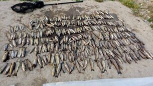 <p>Pictured are some of the 41,801 fish killed during the Blackwater incident, of which up to 32,178 were brown trout and salmon.</p>