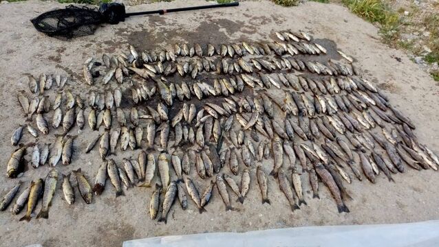 <p>Pictured are some of the 41,801 fish killed during the Blackwater incident, of which up to 32,178 were brown trout and salmon.</p>