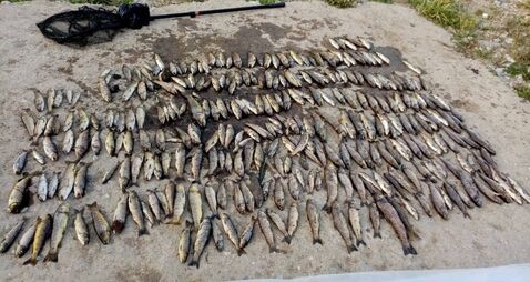 Cork fish kill report calls for single agency to lead pollution responses after it finds 'detection gap'