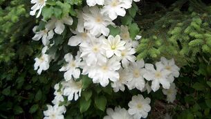 <p>Clematis montana Grandiflora is a vigorous, deciduous climbing plant that produces large white flowers in late spring. Picture: File</p>
