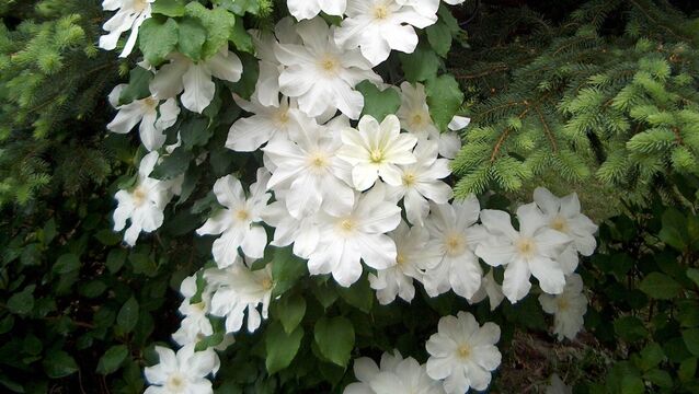 <p>Clematis montana Grandiflora is a vigorous, deciduous climbing plant that produces large white flowers in late spring. Picture: File</p>