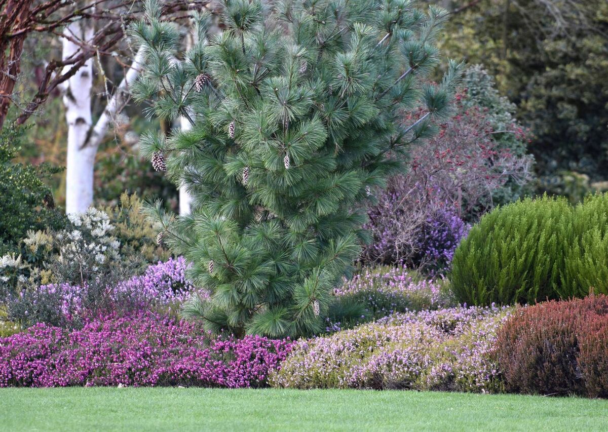 Even enjoyed at a distance, heather shrubs bring colour and a sense of life at a time of year when the garden can otherwise feel a bit unwelcoming, says Peter Dowdall. 