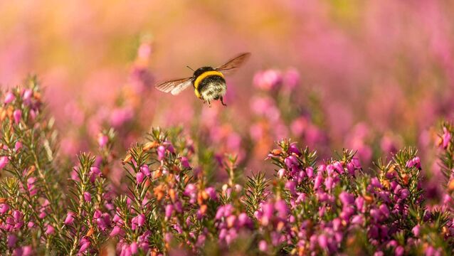 <p>Heathers earn their keep in the garden, according to Peter Dowdall, and right now are in full colour. File pictures</p>