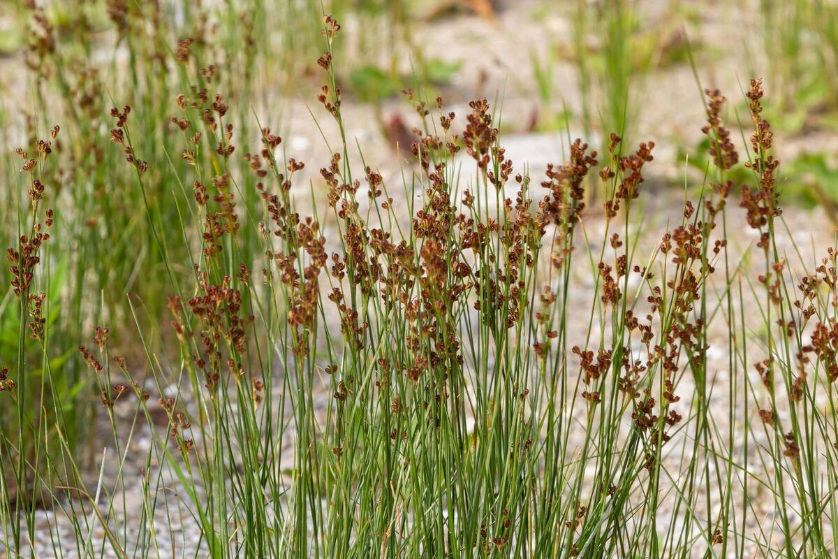If you’re seeing clumps of soft rush, most commonly Juncus effusus, it usually means the ground is poorly drained.