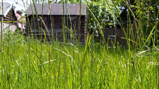 <p>Rushes in a lawn are almost always a symptom, not the real problem. File pictures</p>