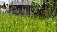 Overgrown grass in a garden