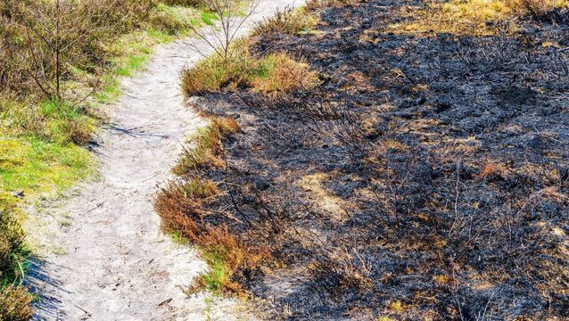 <p>Senate heard about a farmer who has yet to receive a reply from the National Parks and Wildlife Service to his application in August for controlled burning permission. File picture</p>