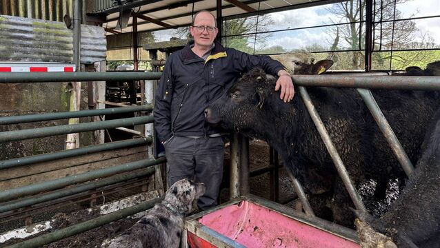<p>Denis Hickey: 'The aim this year is to have approximately 100 calves.'</p>