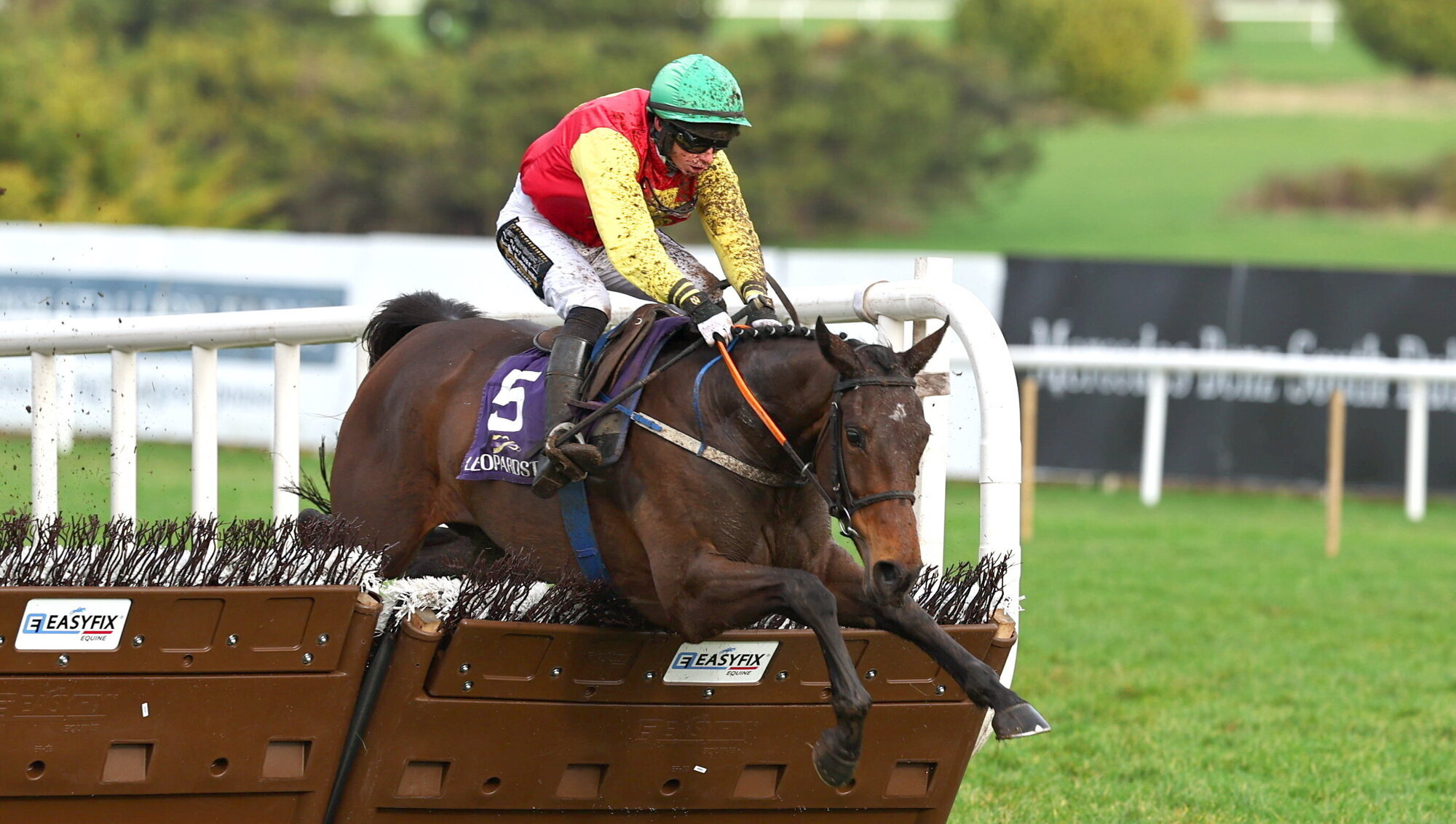 Cousin Kate can take Punchestown step up in stride to complete four-timer